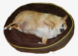 15873290 - Animals Without Neck Meme