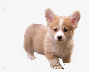 Corgi Puppy Throw Blanket