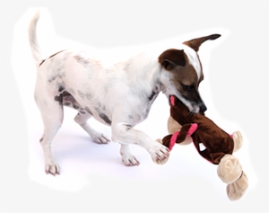 White Dog Bone Png Download - Charming Pet Products 11-inch Pulleez Monkey Plush