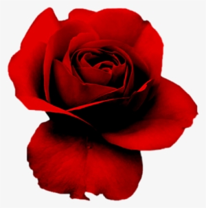 Rosas Png - Red Rose On Black Background