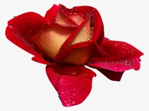 Rosas - Buenos Dias Amor Feliz Martes