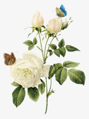 Rosa, Rosa Tan Maravillosa Rosa Blanca - White Vintage Flowers Png