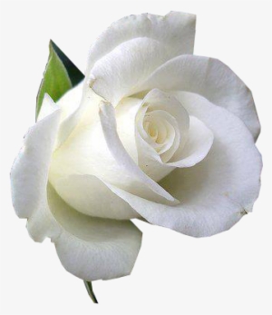 Immagini Di Rose Bianche