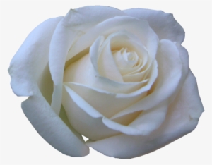 Rosas Blancas - Imagui - Rosas Blancas En Png