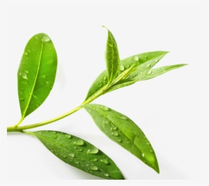 Download Tea Tree Png Clipart Green Tea Tea Tree Oil - Tea Tree Leaf Png
