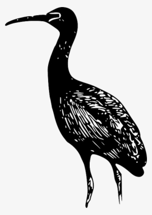 Animals, Glossy, Birds, Ibis, Standing, Animal, Bird - Bald Ibis Vector