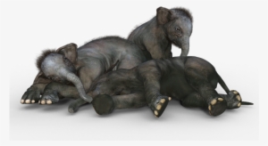 Elephant Baby Elephant African Bush Elepha