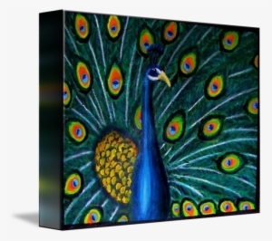 Peacock On X Canvas - Peafowl