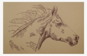 Portrait By Stephen Kline - Horse