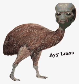 The Dankest Of Memes - Dank Bird Memes