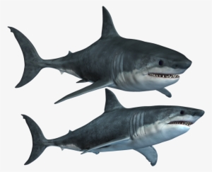 Shark Mouth Png - Акулы Png