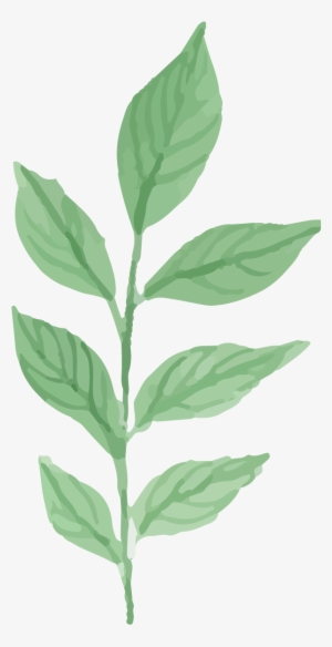 Watercolor Plant Png - Water Color Plants Png