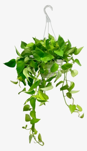 Neon Pothos Hanging Basket - Pothos Hanging