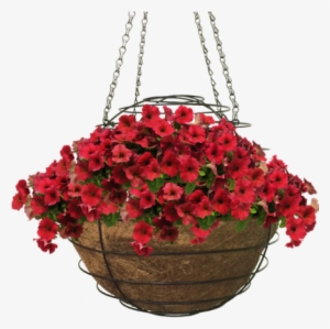 Hazzard's Seeds Petunia-spreading Easy Wave Velour