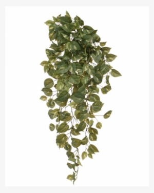 A Pothos Bush Will Boost Your Living Spaces Instantly - River Birch