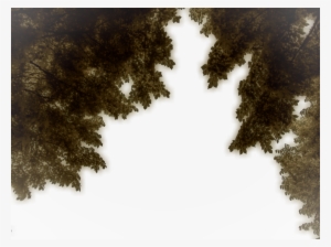 Hanging Branches Png Stock 02 June 2017 By - Spruce