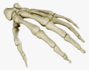 Bones Of The Hand - Skeleton Hand
