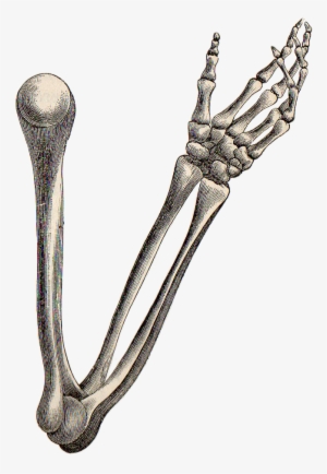 Pictures Of A Skeleton - Arm Bone Drawing