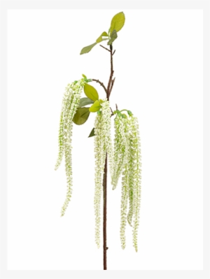 19" Amaranthus Hanging Spray Cream Green - Silk Amaranthus Hanging Spray In Cream Green - 19"