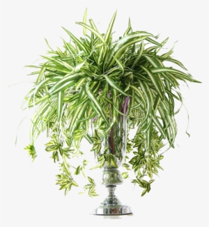 Artificial Spider Plant Flower For Indoor And Outdoor - Tomillopng