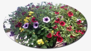 Previous Next - Common Zinnia