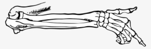Bones, Skeleton, Point, Body, Vector - Skeleton Hand No Background