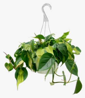 Philodendron Brazil Hanging Basket - Philodendron
