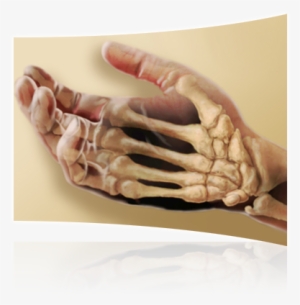 Test - Human Body Skeletal System For Kids