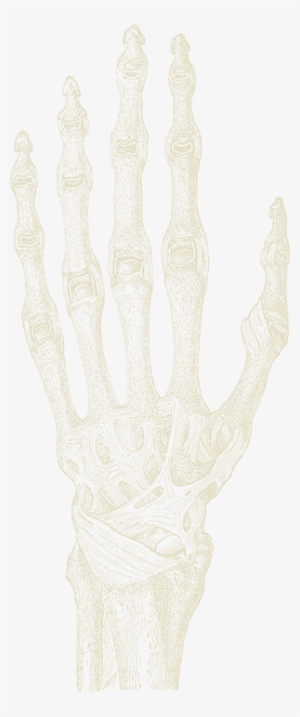 Skeleton Hand