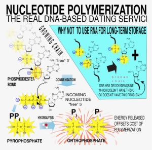 Open - Nucleic Acid
