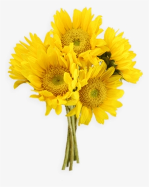 Free Png Sunflowers Png Png Images Transparent - Yellow Flower Bunch Png