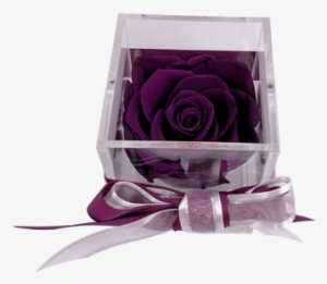 This Beautiful Preserved Rose Will Last More Than A - Garden Roses