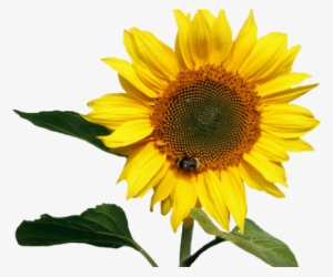 Transparent Background Sunflower Png