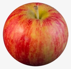 Chestnut-crabapple - Chestnut Crabapple