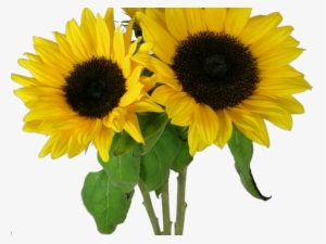 Sunflowers Png Transparent Images - Corn Beans Squash And Sunflowers