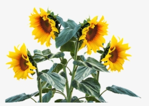 Sunflower, Summer, Sun, Plant - Sunflower Plant Png