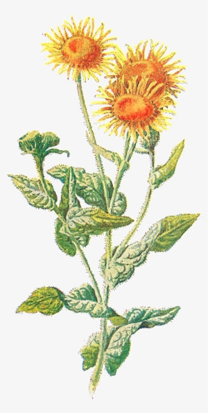 Sunflowers Clipart Vintage - Wild Flower Vintage Png