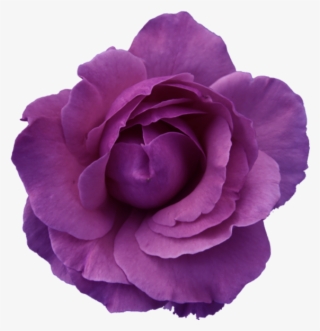 Purple Rose Clipart Transffparent Background 1 - Purple Rose Transparent Background