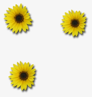 Sunflower Png Download - Portable Network Graphics