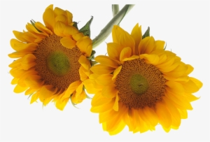 Sunflowers - ดอกไม้ พื้น หลัง สี ขาว สวย ๆ
