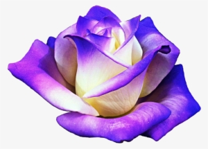 Report Abuse - Purple Rose Clipart Png