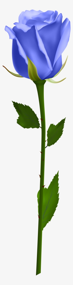 Orange Roses, Purple Roses, White Roses, Lavender Roses, - Single White Rose Png