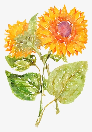 Hand Painted Sunflowers 1366*2048 Transprent Png - John Miller - Sunflower Giclee On Canvas