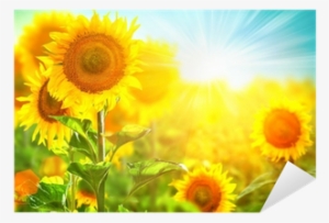 Beautiful Sunflower Blooming On The Field - Beautiful Sunflower Field