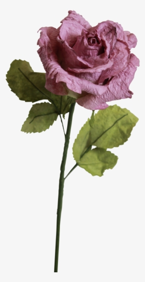 Light Purple Roses - Garden Roses