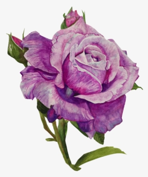 Our Vintage Bungalow - Floribunda