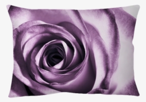 Rose Mural Wallpaper Uk