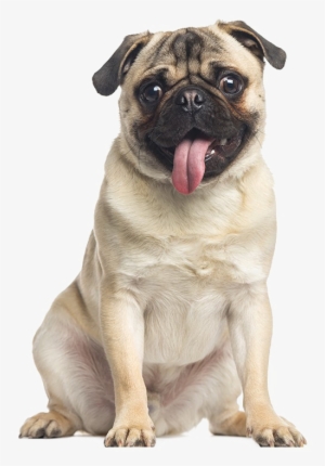 Pug Free Png Image - Dog Pug Png