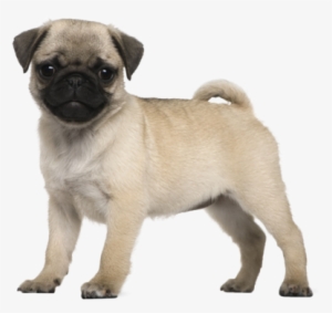 Pugerson The Pug From Baby Alive - 3 Months Pug Puppy
