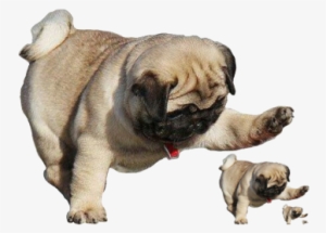 Pug Transparent Png - Pug Cute